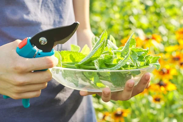 Daun potong segar dan setangkai mint di piring — Stok Foto