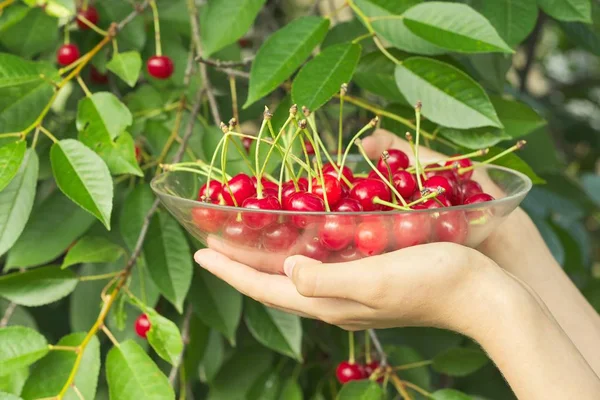 Mujeres manos sosteniendo tazón de cerezas rojas frescas maduras — Foto de Stock