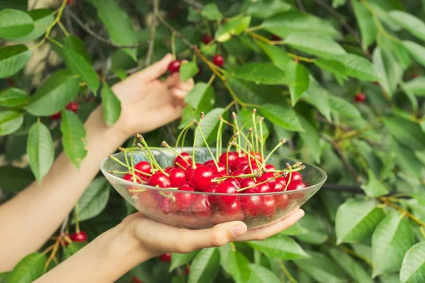Mujeres manos sosteniendo tazón de cerezas rojas frescas maduras — Foto de Stock