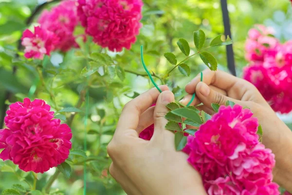 フェンスのサポートにバラの花を織りと枝を結ぶ手 — ストック写真