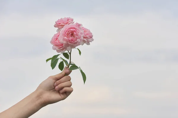 Female hand holding pink rose flower, background blue clear sky in clouds — Stock Photo, Image