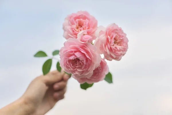 雲の中に青空を背景にピンクのバラの花を持つ女性の手 — ストック写真