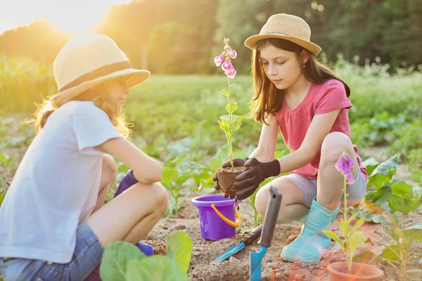 Children girls planting flowering pot plant in ground — Stockfoto