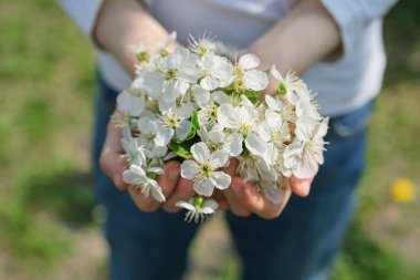 Blooming white cherry in hands of girl, close-up outdoor