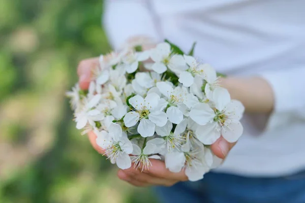 Blooming white cherry in hands of girl, close-up outdoor — Φωτογραφία Αρχείου
