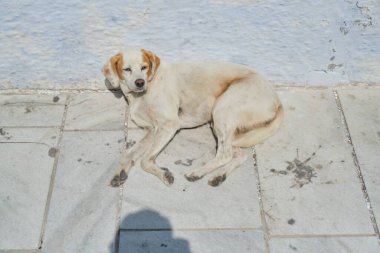 Güneşli bir yaz gününde evsiz uyuyan köpek yolda yatıyor.