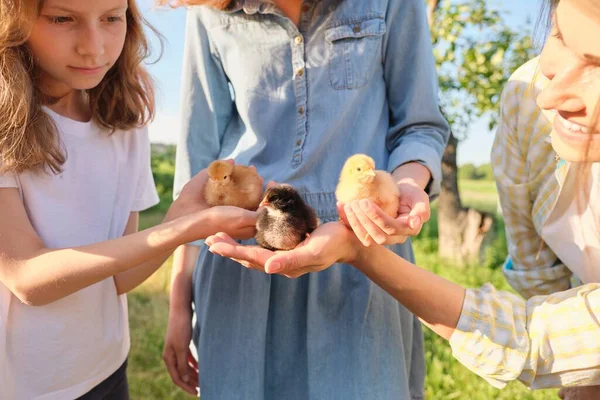 Family, mother and children two daughters holding little newborn chickens in hands — Stockfoto