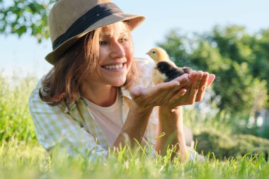 Newborn baby chickens in hand of farmer woman