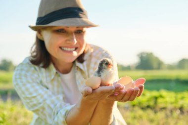 Mature woman farmer holding newborn chick in her hand