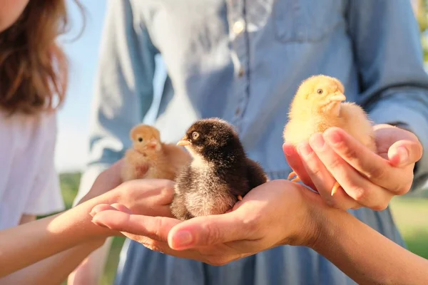 Primer plano de tres pollos recién nacidos en manos de los niños y la madre — Foto de Stock
