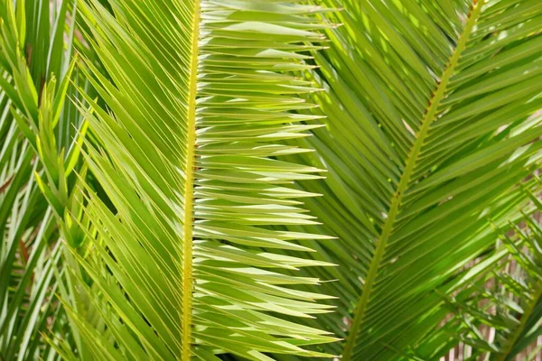 Gros plan sur le fond de la plante, la texture, la feuille verte du palmier — Photo
