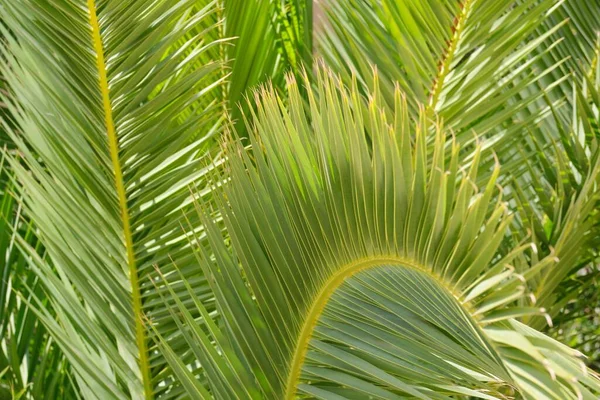 Gros plan sur le fond de la plante, la texture, la feuille verte du palmier — Photo