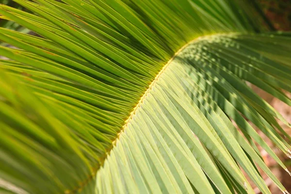 Gros plan sur le fond de la plante, la texture, la feuille verte du palmier — Photo