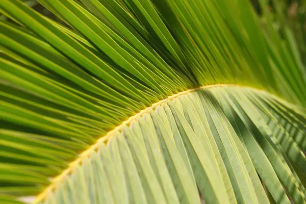 Folha verde de palmeira perto. Floral fundo textura abstrata — Fotografia de Stock