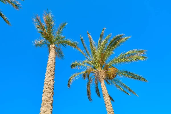 Deux palmiers dattiers sur fond bleu ciel — Photo