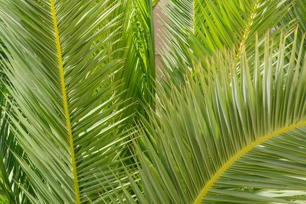Feuille Verte Palmier Tout Près Floral Abstrait Texture Fond — Photo