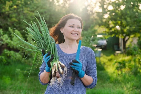 在菜园里 女人手的新鲜绿洋葱的特写镜头 天然有机健康食品 黄金时间 — 图库照片