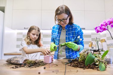 Anne ve kızı mutfakta birlikte saksılara falanopsis orkidesi dikiyorlar.