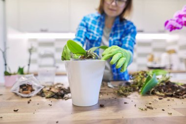 Kadın bitkilerle ilgileniyor. Phalaenopsis orkidesi, kök salma, toprak değiştirme, arka plan mutfağı.