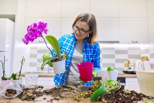 Květina Phalaenopsis Orchidej Květináči Žena Pečující Přesazování Rostlin Zázemí Kuchyně — Stock fotografie