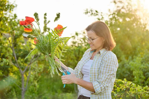 Γυναίκα Κηπουρός Κοπής Κόκκινα Λουλούδια Παπαρούνες Κλαδευτήρια Κήπο Ηλιόλουστη Μέρα — Φωτογραφία Αρχείου