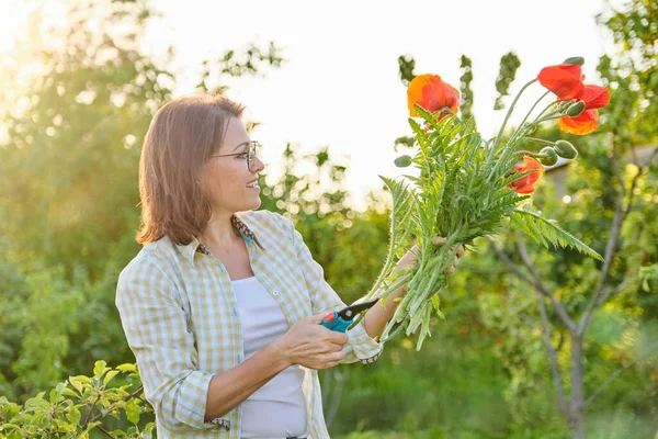 Tukang Kebun Perempuan Memotong Bunga Poppy Merah Dengan Secateurs Kebun — Stok Foto
