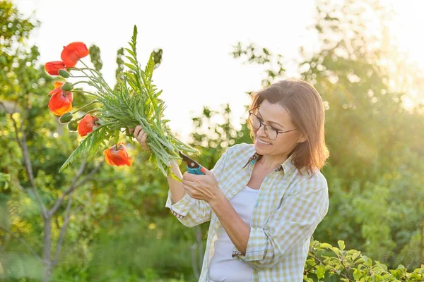 Tukang Kebun Perempuan Memotong Bunga Poppy Merah Dengan Secateurs Kebun — Stok Foto