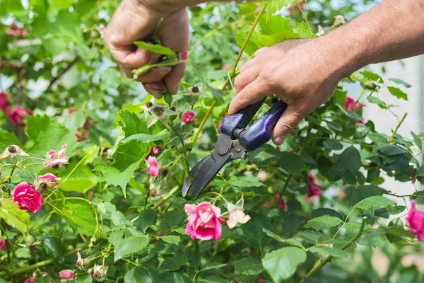 Jardinagem Sazonal Verão Mãos Jardineiros Com Tesouras Cortando Flores Murchas — Fotografia de Stock