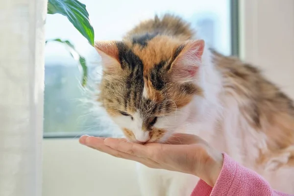 Domestic cat eats dry food from the hands of hild girl — Stock Photo, Image