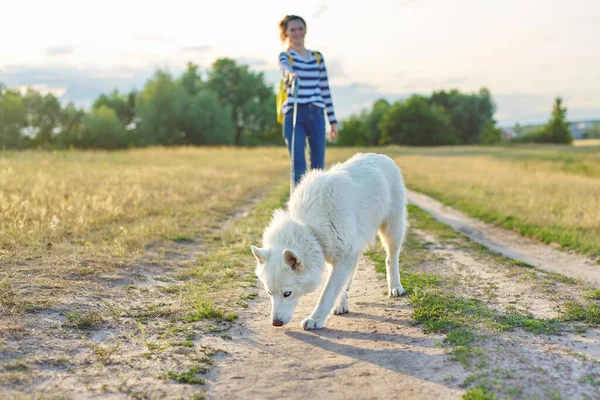 Gros plan chien husky blanc sur la route de campagne, fille marchant avec animal de compagnie — Photo