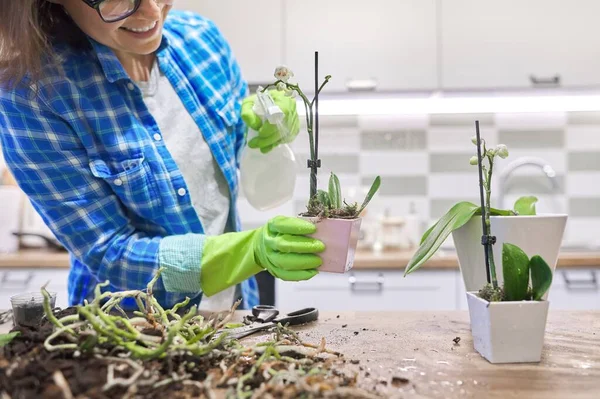 Женщина ухаживает за растением Фаленопсис орхидея, вырезая корни, меняя почву — стоковое фото