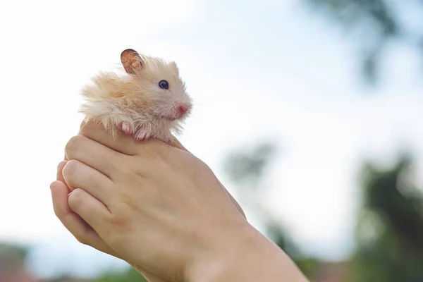 Fluffy Vermelho Bege Hamster Sírio Nas Mãos Uma Menina Céu — Fotografia de Stock