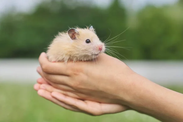 Hamster Sírio Fofo Dourado Mãos Menina Fundo Gramado Verde Espaço — Fotografia de Stock