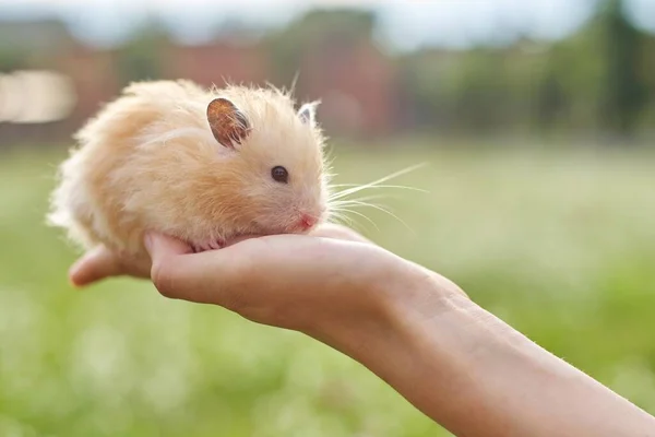 Golden Pluizig Syrische Hamster Handen Van Meisje Groene Gazon Achtergrond — Stockfoto