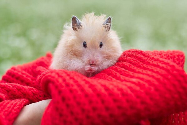 Golden beige fluffy Syrian hamster on red knitted in hands of girl, green lawn background
