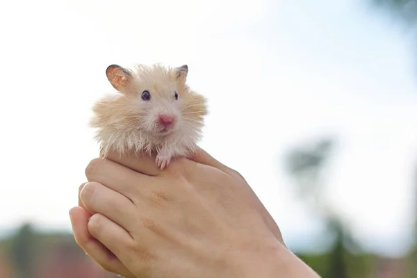 Fluffy Vermelho Bege Hamster Sírio Nas Mãos Uma Menina Céu — Fotografia de Stock