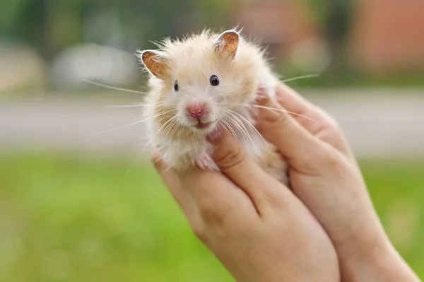 Hamster Sírio Fofo Dourado Mãos Menina Fundo Gramado Verde Espaço — Fotografia de Stock