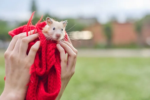 Ouro Bege Fofo Sírio Hamster Vermelho Malha Nas Mãos Menina — Fotografia de Stock