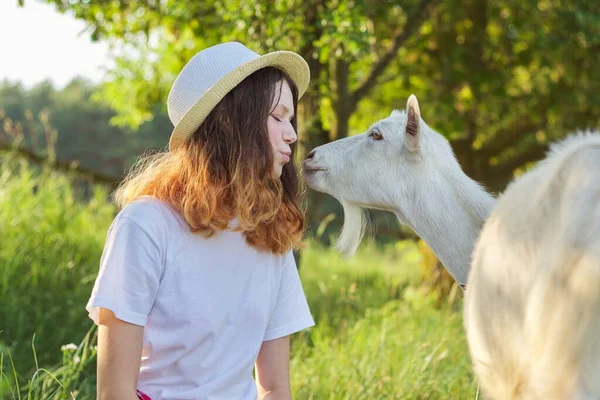 白色的农场山羊亲吻少女 夏景落日景观 — 图库照片