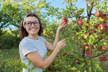 Bahçedeki ağaçtan kırmızı elma hasadı toplayan kadın bahçıvan. Hobiler, bahçıvanlık, büyüyen organik elmalar, sağlıklı doğal yiyecekler.