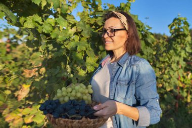 Üzüm hasadı ve üzüm bağıyla dolu sepetle yürüyen kadın bahçıvan. Bahçe, büyüyen organik üzüm, sağlıklı doğal yiyecekler.