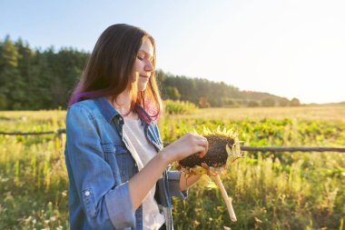 Çekirdekli ayçiçeği olan güzel, gülümseyen bir genç kız. Manzaralı kır manzarası, altın saat, kopyalama alanı