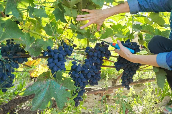 庭師と庭師はブドウの茂みに青いブドウを収穫します ブドウ畑 化学物質を使用せずに有機ブドウを栽培する — ストック写真