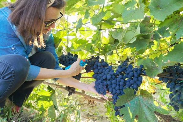 庭師と庭師はブドウの茂みに青いブドウを収穫します ブドウ畑 化学物質を使用せずに有機ブドウを栽培する — ストック写真