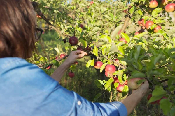 Kvinnliga Trädgårdsmästare Plocka Skörd Röda Äpplen Från Träd Trädgården Fritidsintressen — Stockfoto