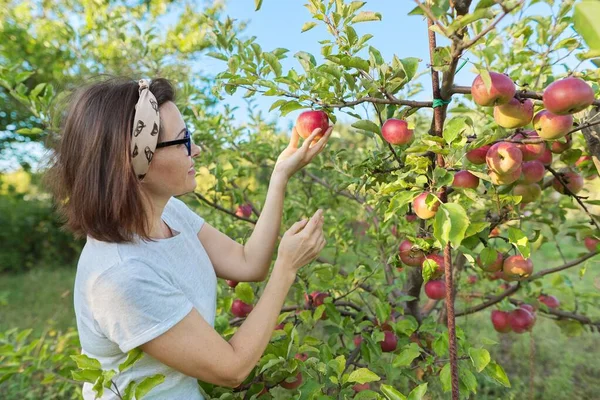 Mujer Jardinero Recogiendo Cosecha Manzanas Rojas Del Árbol Jardín Aficiones — Foto de Stock