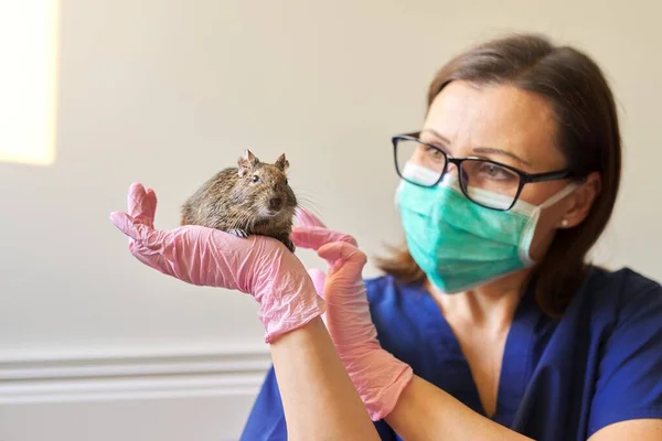 Nagetier Chilenisches Degueichhörnchen Vom Tierarzt Untersucht Diagnose Und Behandlung Von — Stockfoto
