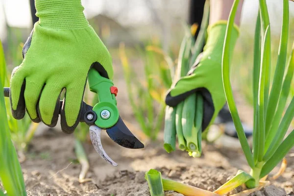 Tangan Tukang Kebun Dalam Sarung Tangan Dengan Gunting Secateurs Memotong — Stok Foto