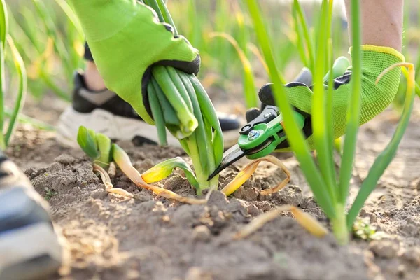 Tangan Tukang Kebun Dalam Sarung Tangan Dengan Gunting Secateurs Memotong — Stok Foto
