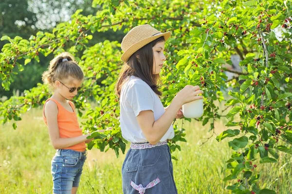 Children Crop Berries Mug Mulberry Tree Summer Garden Tasty Sweet — Stockfoto